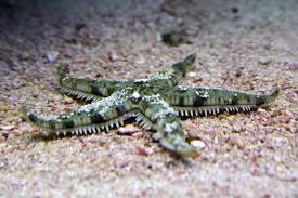 White Sand Star; Fiji – Archaster typicus - Invertebrates