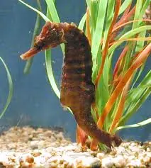 Atlantic Ocean Colored Erectus Seahorse Hippocampus erectus - Fish