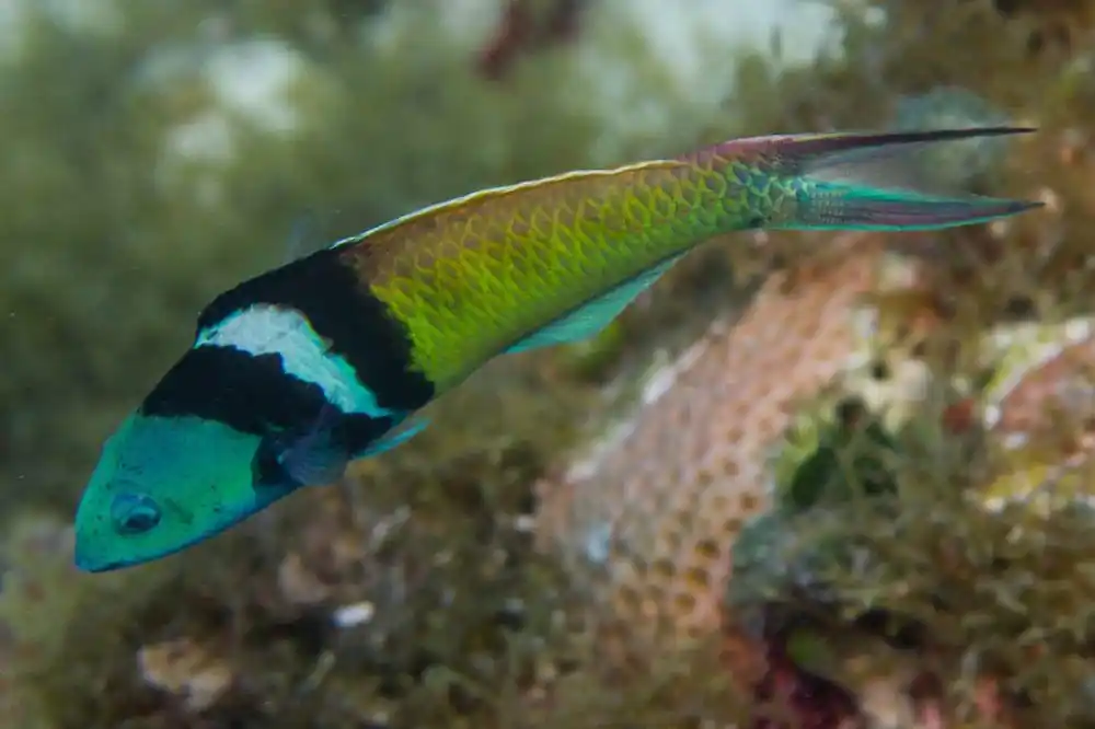 Bluehead Wrasse; Atl. - Thalassoma bifasciatum