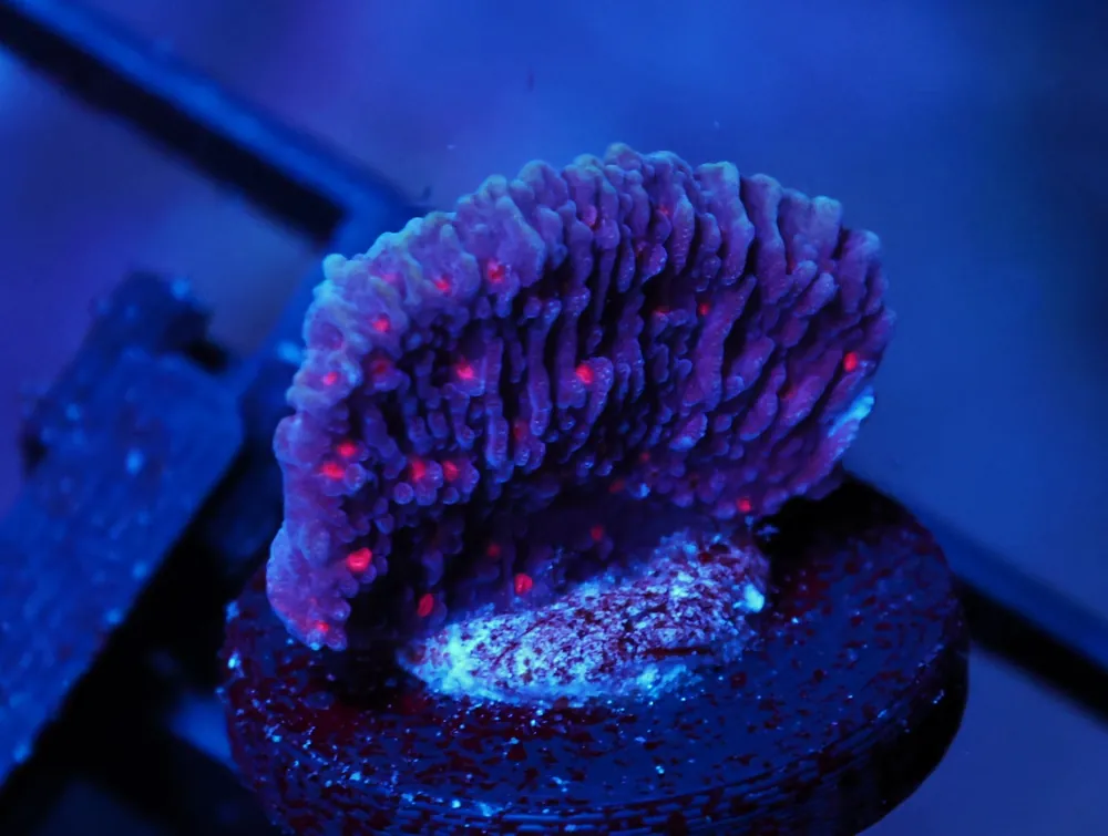 C230 – ALMOST WYSIWYG – TSA PERIWINKLE PASSION MONTIPORA - Saltwater