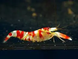 Candy Stripe Pistol Shrimp - Alpheus sp.