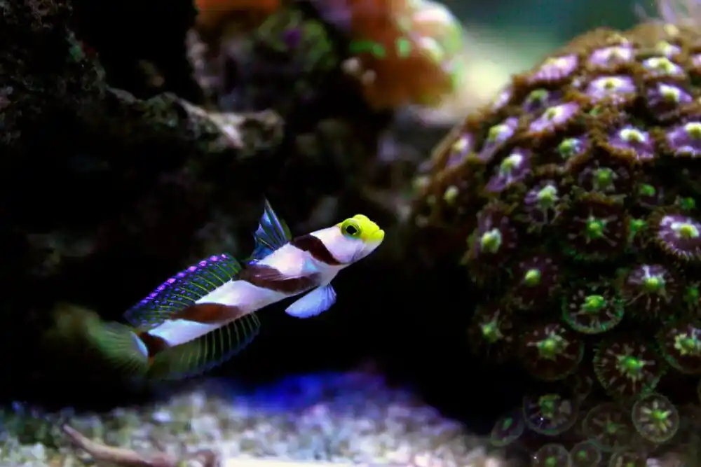 Yellow Rose (Antenna) Goby - Stonogobiops nematodes