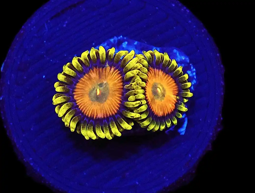 SDC Sponge Bob Zoa/Paly; Cultured – Zoanthid sp - Corals