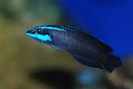 Springer's Dottyback Chromis Pseudochromis springeri - Fish