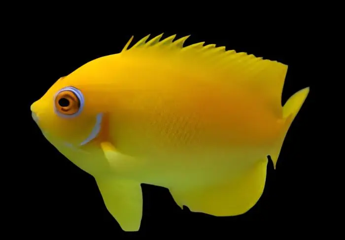 Lemonpeel Angelfish Fiji Centropyge flavissima