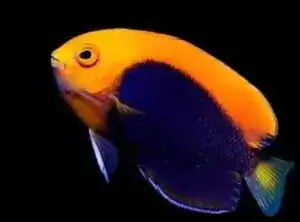 Flameback Angelfish Africa Centropyge acanthops - Featured