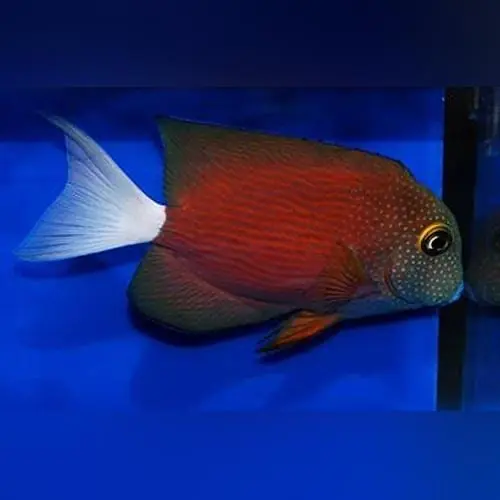 White Tail Yellow Eye Tang Ctenochaetus flavicauda - Fish