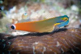 Tailspot Blenny Ecsenius stigmatura - Fish