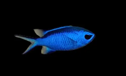 Atlantic Blue Reef Chromis Chromis cyanea - Fish