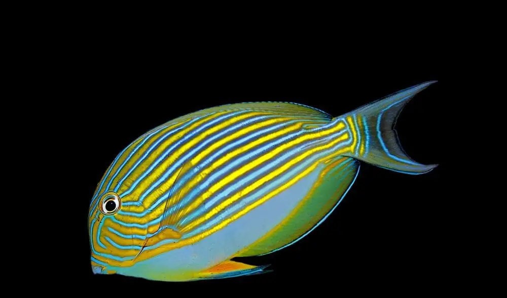 Clown Tang Acanthurus lineatus - Fish