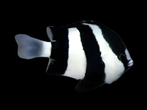 Striped Damsel (3 Stripes) Dascyllus sp. - Fish
