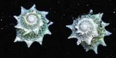 Star Snail; Atl. – Cypraea sp. - Invertebrates