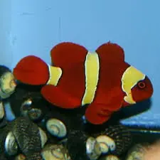 Maroon Clownfish Yellowstripe Captive Bred Premnas biaculeatus