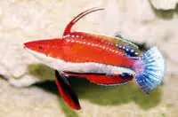 Redfin Fairy Wrasse Cirrhilabrus rubriventralis - Fish