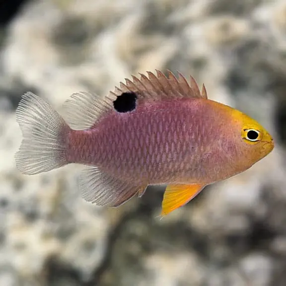 Talbot Damsel Chrysiptera talboti - Fish