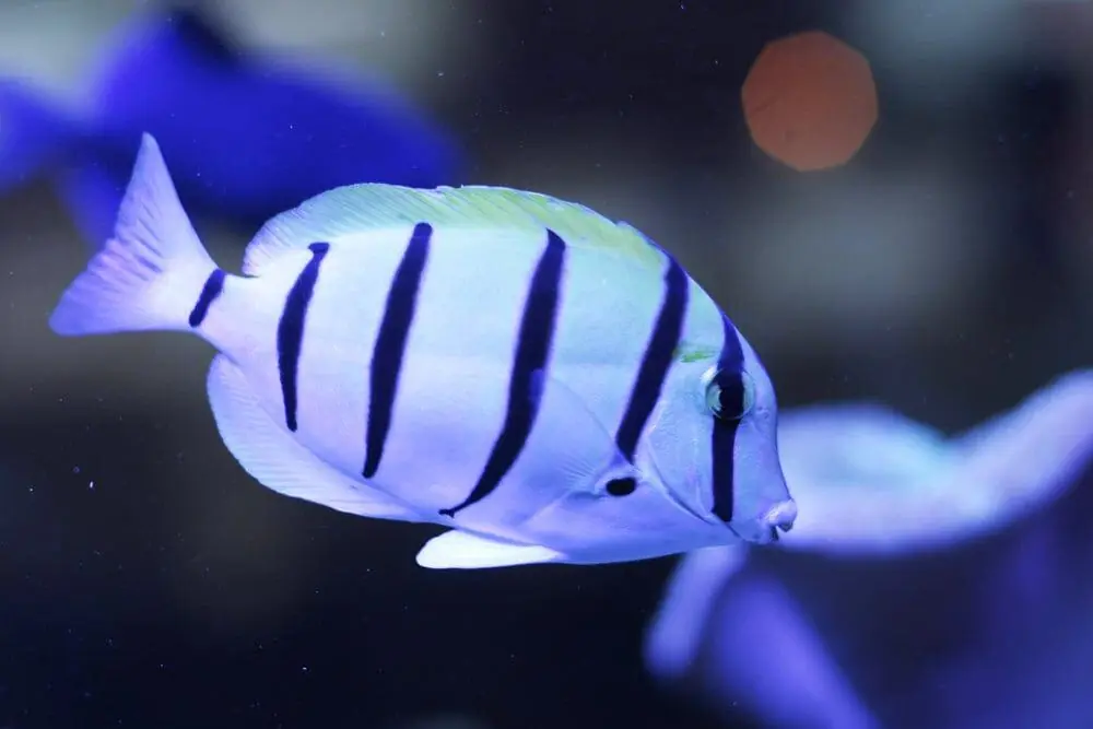 Convict Tang Acanthurus triostegus - Fish