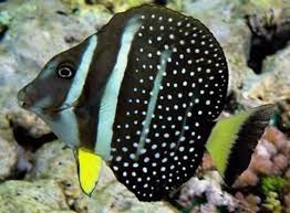 Guttatus Tang Acanthurus guttatus - Fish