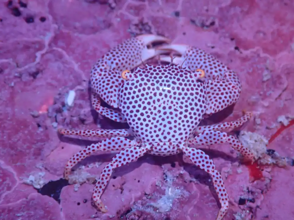 Coral Commensal Crab – Trapezia sp. - Invertebrates