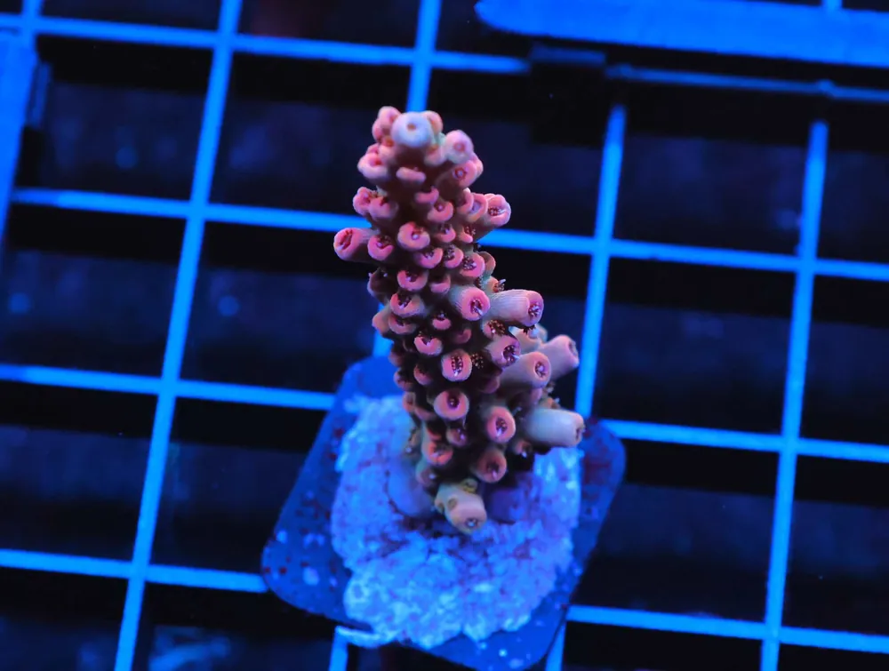 C158 – SDC AVATAR CHALICE - Saltwater