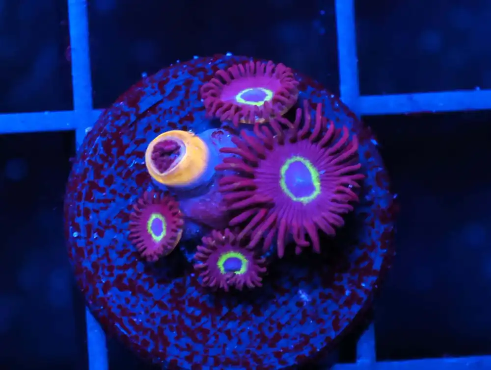 C221 – ALMOST WYSIWYG – CONDITIONED PEACH COBBLER ACAN ECHINATA - Saltwater