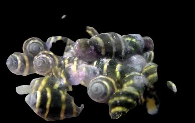 Bumble Bee Snail – Engina sp. - Invertebrates
