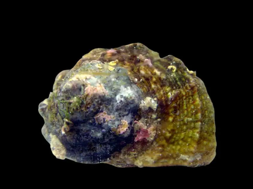 Mexican Turbo Snail – Turbo sp. - Invertebrates