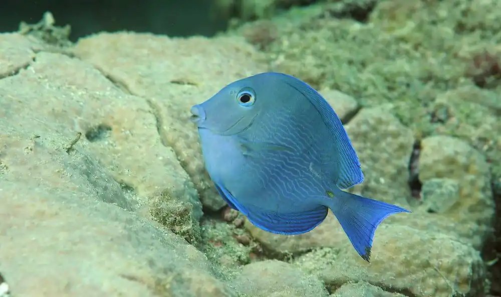 Atlantic Blue Tang Acanthurus coeruleus - Fish