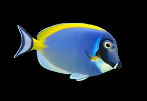 Powder Blue Tang Acanthurus leucosternon - Fish