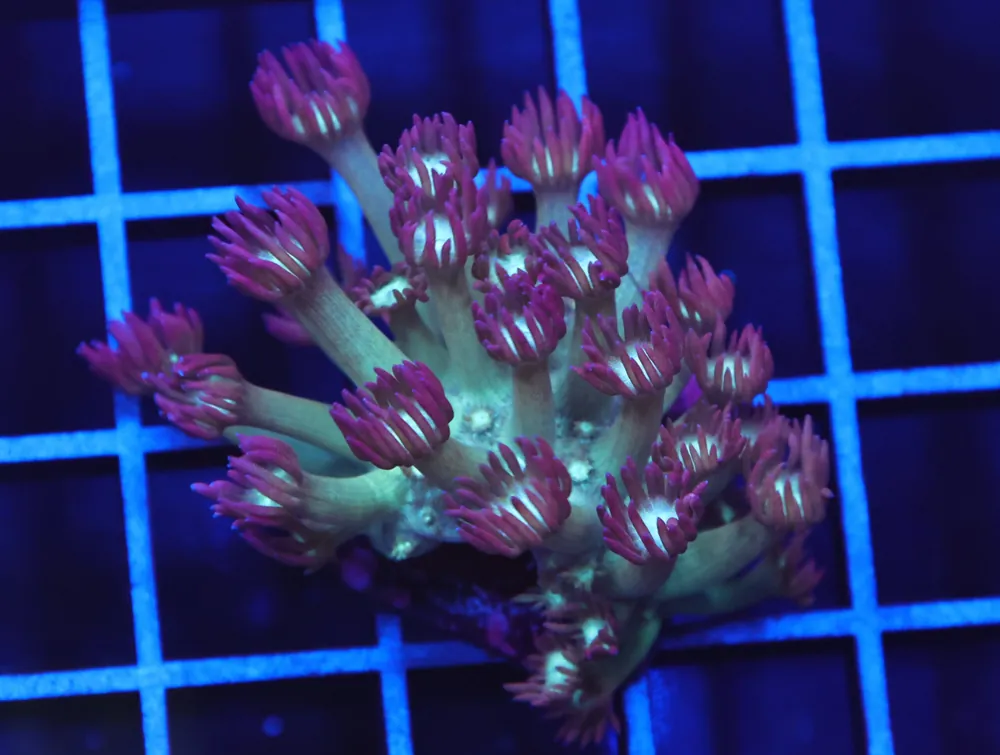 B97 -FIRE AND ICE GONIOPORA
