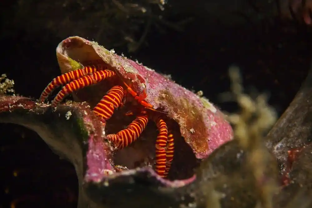 Orange Leg Hermit Crab (Reef Safe) – Ciliopagurus strigatus - Invertebrates
