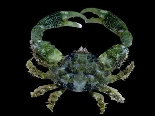 Emerald Crab; Atl. - Mithraculus sculptus