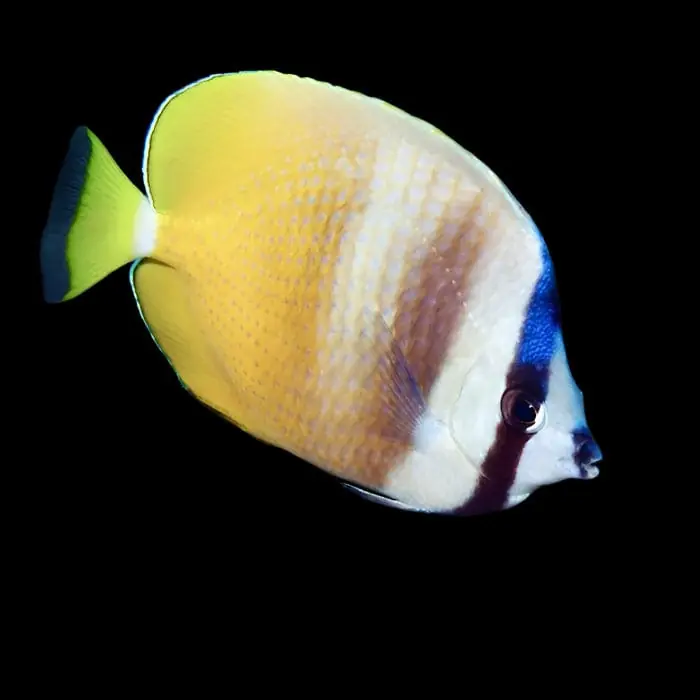 Kleins Butterflyfish Chaetodon kleinii