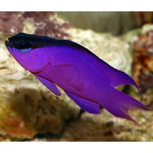 Black Cap Basslet; Atl. – Gramma melacara - Fish