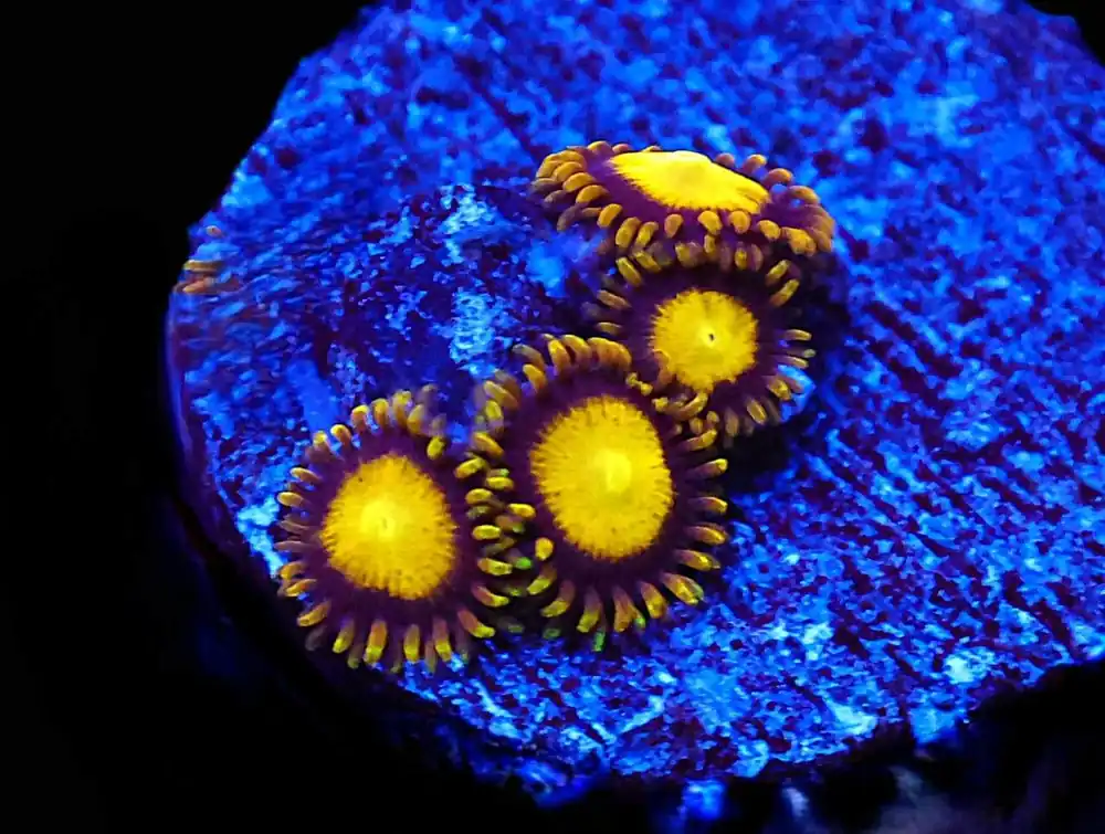 King Midas Zoa/Paly; Cultured - Zoanthid sp