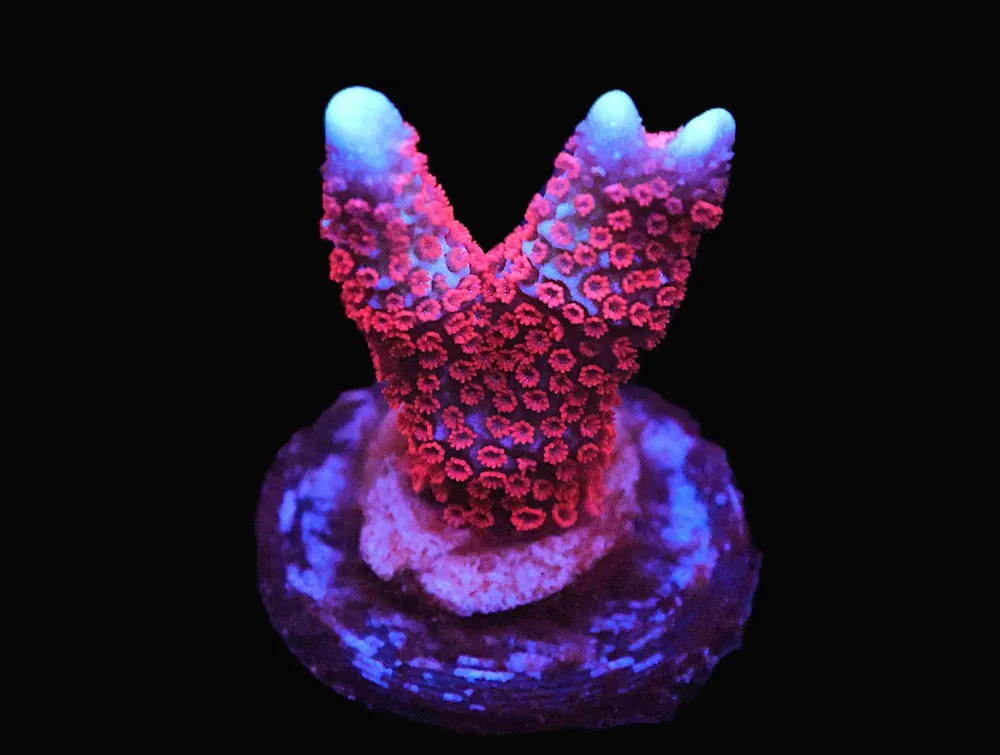 Superman Montipora Digitata; Cultured - Montipora digitata