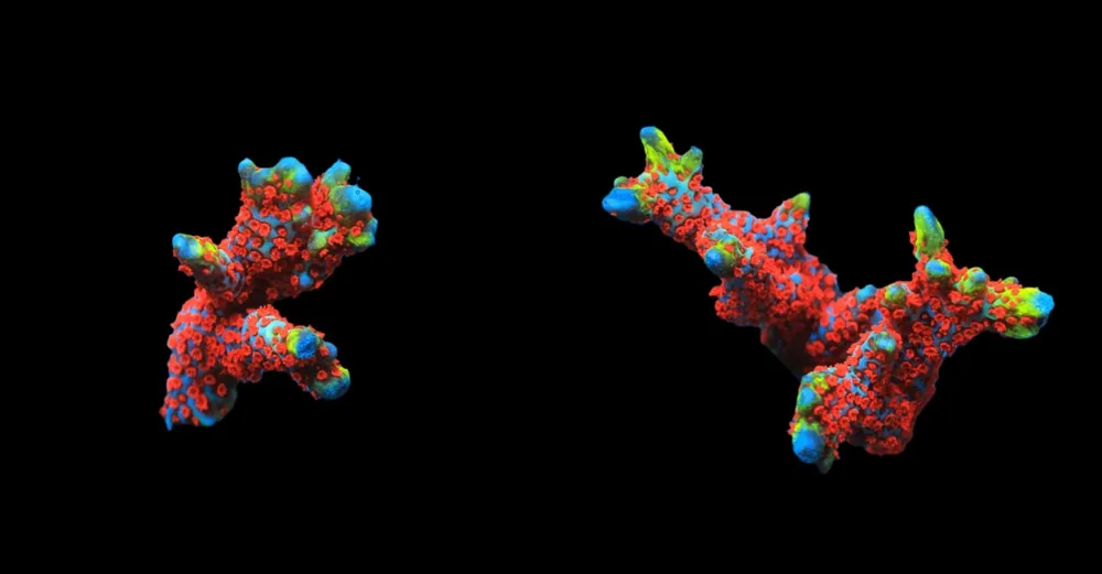 Bubblegum Montipora Digitata; Cultured - Montipora digitata