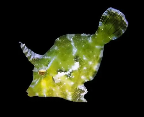 Aiptasia Eating Filefish Acreichthys tomentosus