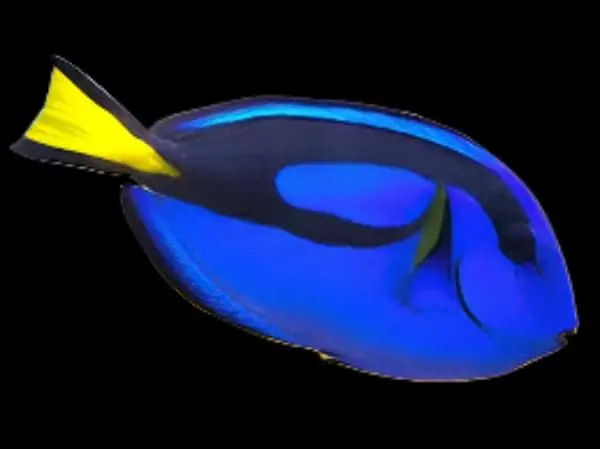 Blue (Hippo) Tang Paracanthurus hepatus - Fish