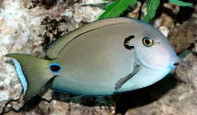 Tennenti Tang Acanthurus tennenti - Fish