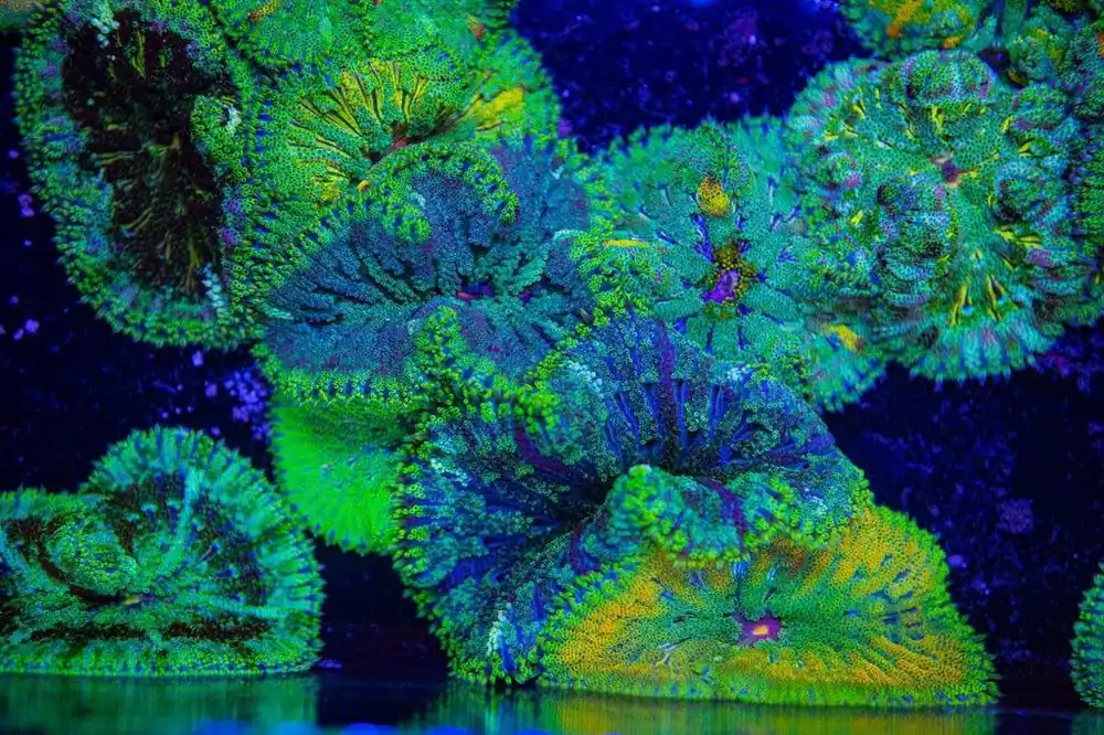 Maxi Mini Carpet Anemone: Colored - Stichodactyla tapetum