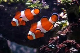 Ocellaris Clownfish; Captive Bred. - Amphiprion ocellaris