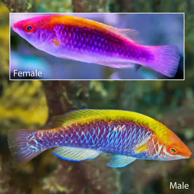 Tricolor Fairy Wrasse; Male - Cirrhilabrus lubbocki