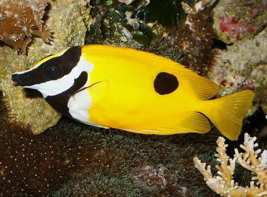 Black Spot Foxface- Siganus unimaculatus