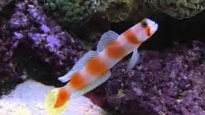 Orange Banded Prawn Goby Amblyeleotris steinitzi - Fish