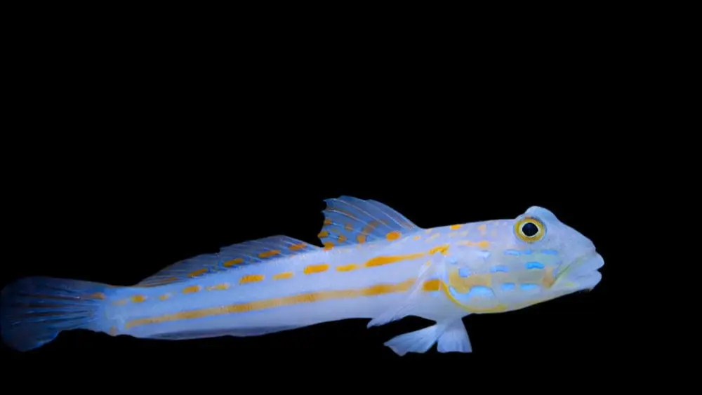 Diamond Sleeper Goby Valenciennea puellaris - Fish