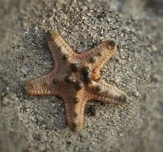 Chocolate Chip Star – Protoreaster nodosus - Invertebrates