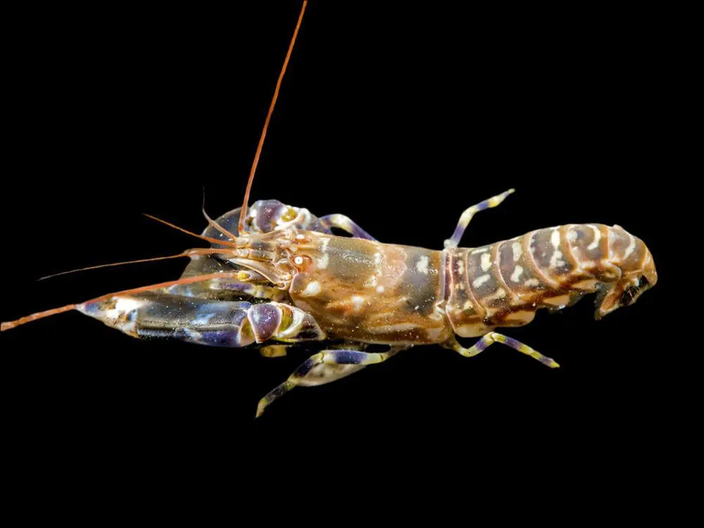 Tiger Pistol Shrimp;- Alpheus sp.
