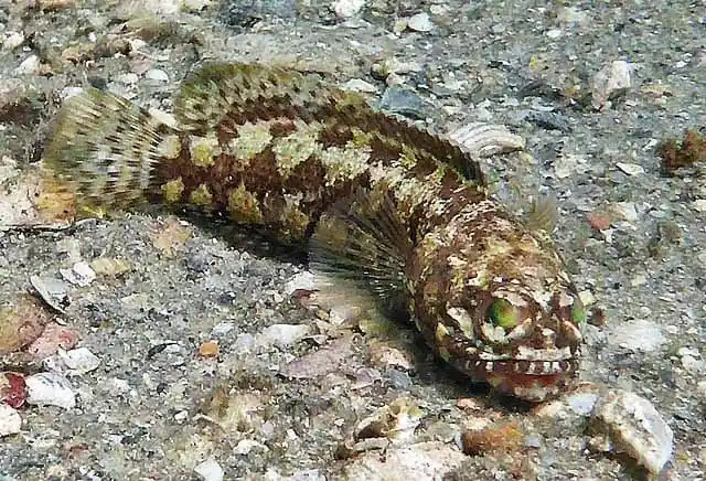 Dusky Jawfish; Atl. – Opisttognathus whitehurstii