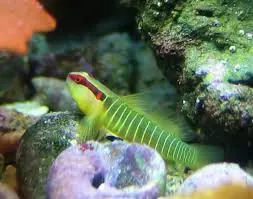 Atlantic Green Banded Goby Elacatinus multifasciatum - Fish