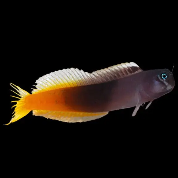 Bicolor Blenny Male Ecsenius bicolor - Fish